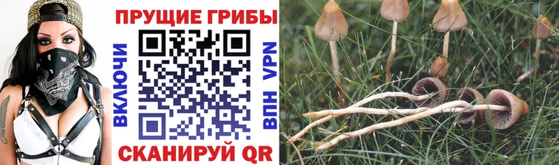 hydra рабочий сайт  Чегем  Псилоцибиновые грибы мухоморы 